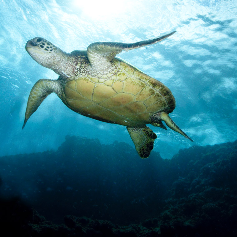 photo-turtle-belly-136712569-a