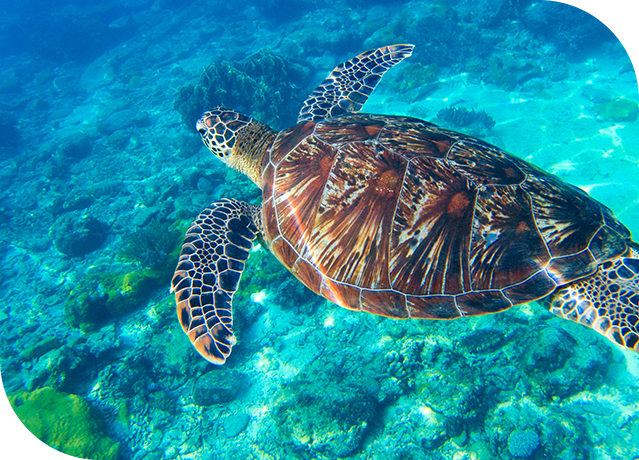sea-turtle-swims